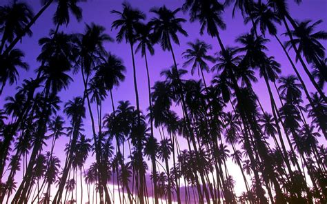 Undefined Palm Trees Wallpaper 42 Wallpapers Adorable Wallpapers