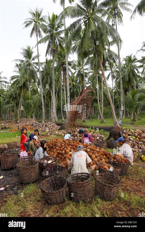 Workers Processing Coconut In Coconut Farm Borneo Stock Photo Alamy