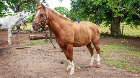 Managing Overweight Horses A Complete Guide