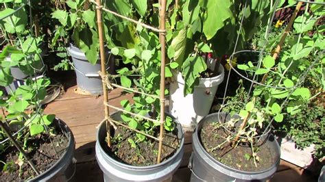 We want to find out how we can now how strong the fertilizer is we are using to feed out plants. Trellising Options & Half Strength Fertilizing for Fall ...