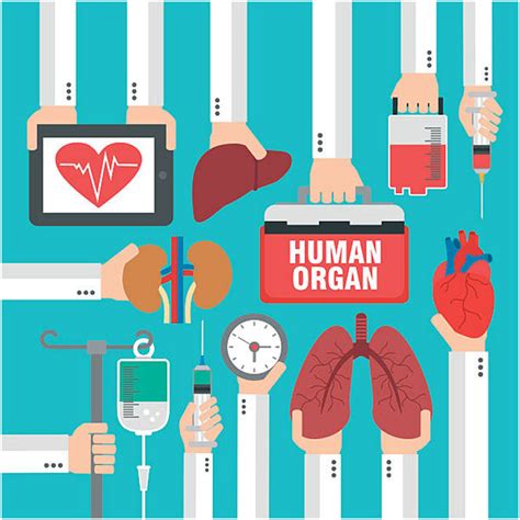 Organ Transplantation Organ Donor Process To Receive An Organ Or