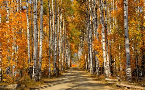 Forest Trees Birch Leaves Autumn Road Wallpaper Nature And