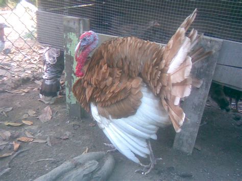Anak ayam belanda kuat makan dan sihat baka baik dan pelbagai warna rm20/ seekor. Ilustrasi Pengembara: Niaga: Ayam Belanda