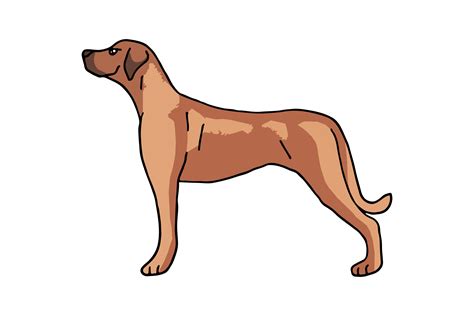 Rhodesian Ridgeback Dog Side Standing Graphic By Mvmet · Creative Fabrica