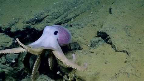 Adorable Pink Octopus Nautilus Live Youtube