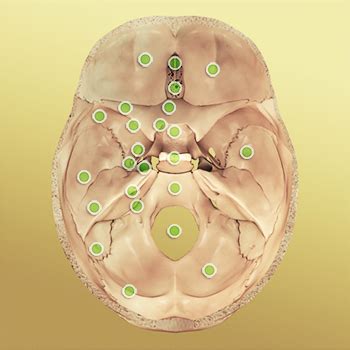 Budowa czaszki anatomia budowa wewnętrzna czaszki