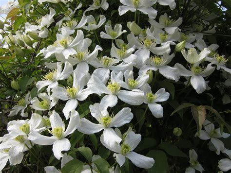 White Clematis Pictures Of Spring Flowers White Clematis Spring Flowers