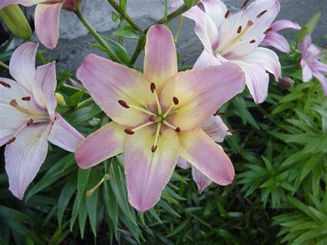 Asiatic Lilies Asiatic Lilies Natural Pest Control Types Of Lilies