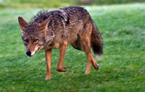 Learning To Live With Coyotes In Southern California Orange County