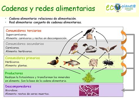 TEMAS DE CIENCIAS NATURALES CADENAS ALIMENTICIAS