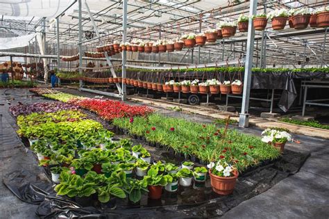Modern Large Greenhouse Or Hothouse Cultivation And Growth Seeds Of