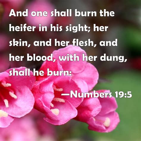 Numbers 195 And One Shall Burn The Heifer In His Sight Her Skin And