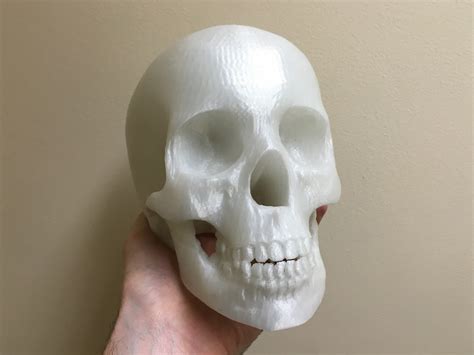 3d Printed Skull — Lr Designbuild