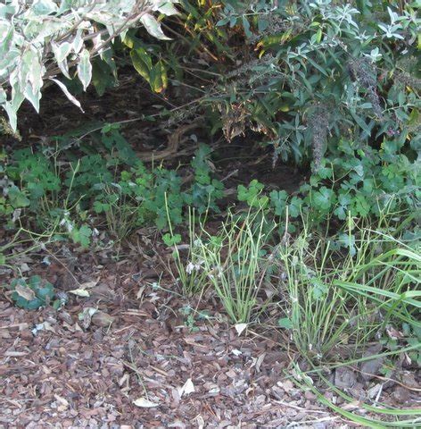 Moss phlox, creeping phlox and sand phlox all have slightly different. Blog of an Ancient Gardener: Deer Country: Winter ...
