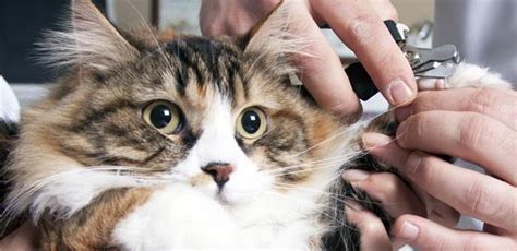 Cara Memotong Kuku Kucing Yang Benar Jangan Sampai Salah
