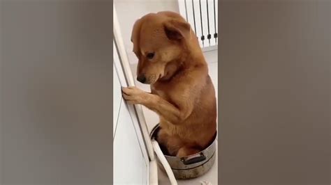 Cute Dog Blushing 🐶 Youtube
