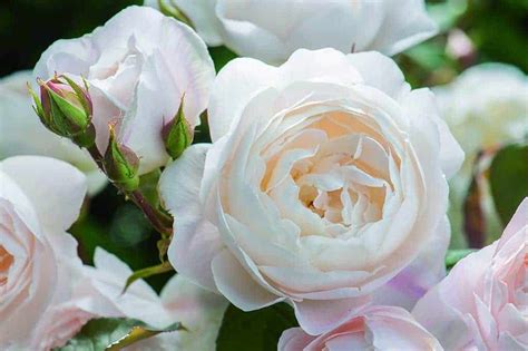 Desdemona Ft Cm Standard Rose Potted Roses Victoria