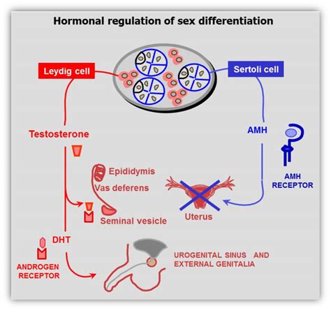 Figure Hormonal Control Of Male Sex Differentiation Endotext
