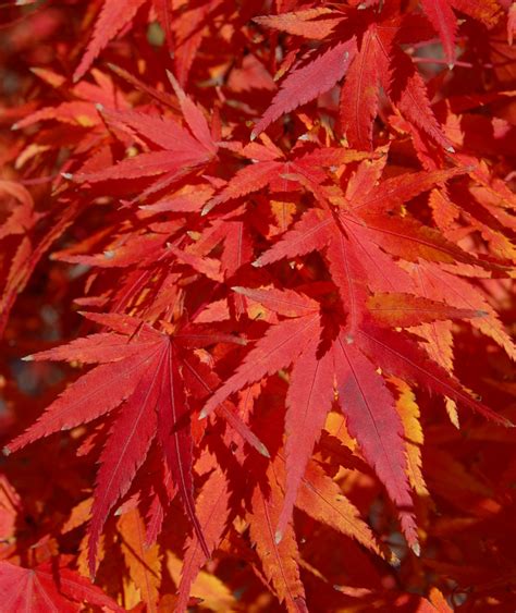 Japanese Maple Colors The Worlds Best Gardening Blog