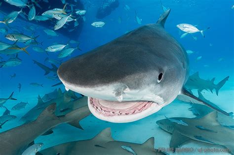 Precisamente, el ecléctico apetito de los tiburones tigre le permitió aventurar a luis español , que la primera descripción histórica conocida de la captura de un tiburón. Bahamas :: Expedición tiburón tigre 2018 - Revista aQua