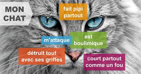 Comportementaliste Spécialiste Du Chat Comment Puis Je Vous Aider