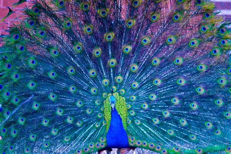 Most Beautiful Peacock Pictures Wallpaper