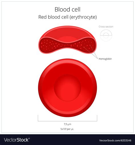 Red Blood Cell Erythrocyte Royalty Free Vector Image