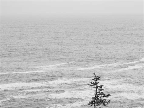 Lone Tree By The Sea Smithsonian Photo Contest Smithsonian Magazine