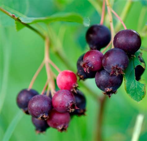 Juneberry Tasty And Nutritious Native Fruits Eat The Planet