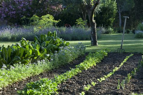 Comment Organiser Son Jardin Potager Le Blog Du Potager D Anitta