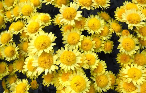 Wallpaper Flowers Chrysanthemum Yellow Images For Desktop Section