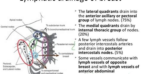 Understanding the anatomy of the breast is important in understanding how it makes milk. Lymphatic drainage of breast The lateral quadrants drain ...