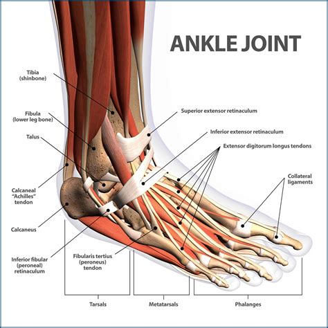 Anatomy Of The Ankle And Joints Of Foot Images And Photos Finder