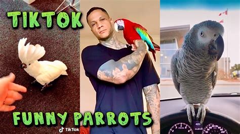 Funny Parrots Tiktok Compilation Youtube