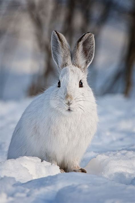 Snow Hare Snowshoe Hare Snow Animals Cute Animals