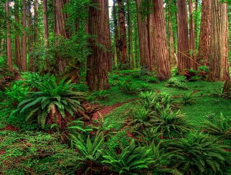 Redwood Forest Ferns Green Nature Forests Trees Redwoods Hd