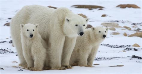 Churchill Polar Bear Tundra Lodge Adventure And Photo Tour
