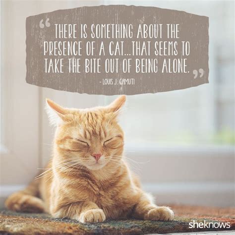 50 Cat Quotes That Only Feline Lovers Would Understand Cat Quotes Funny Cat Quotes Cat Love