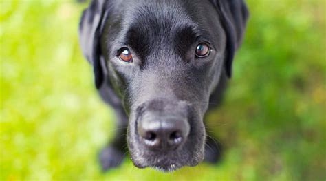 37 Black Dog Breeds With Short Medium And Long Black Coats Love Your Dog