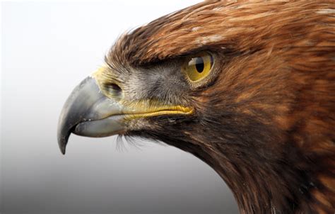 Wallpaper Look Bird Predator Head Beak Golden Eagle Golden Eagle