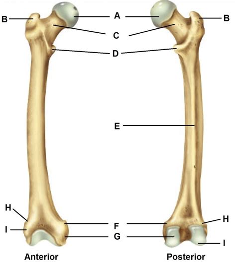 Along with the fibula, it forms the lower part. Long Bone - Anatomy & Physiology with Mr. Kemp at Rugby ...
