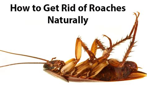 How and when to use roach killing sprays. How To Get Rid Of Cockroaches By Home Remedies - Youme And ...