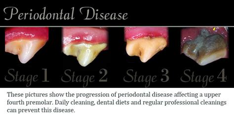 Periodontal Disease Stages In Dogs