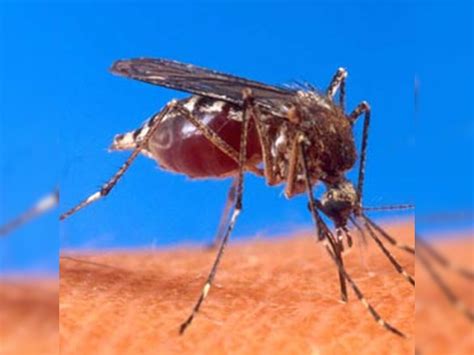 Mosquito Magnet Blame Your Genes