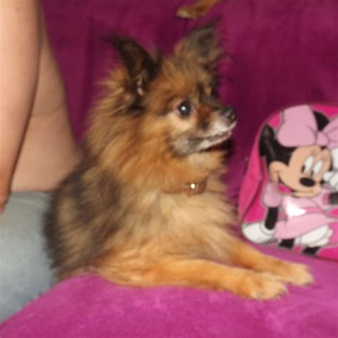 Abbey 6 Year Old Female Pomeranian Available For Adoption