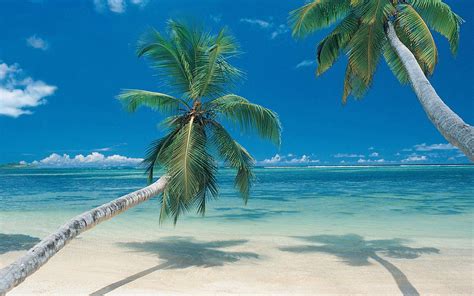 36 Palm Tree Beaches Wallpapers