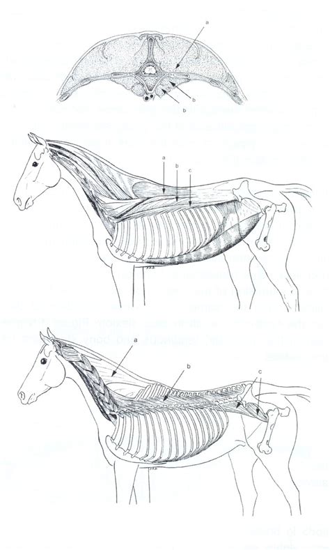 Vertebral Muscles Of The Horse Top Figure Transverse Section Of