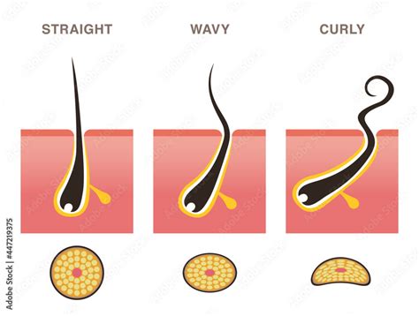 Cross Section Of Hair Types Straight Wavy Curly Pale Colored Illustration In Flat Cartoon
