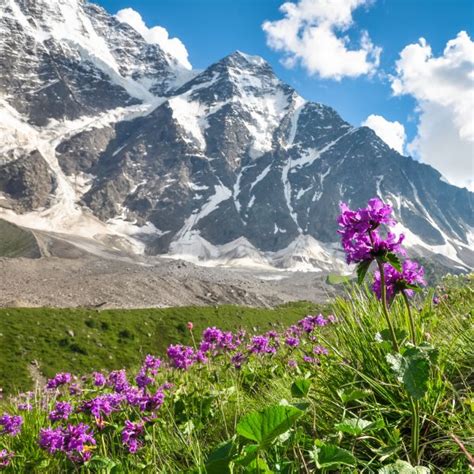 Mountain Flowers In A Meadow On A Background Of Snowy Mountains Stock