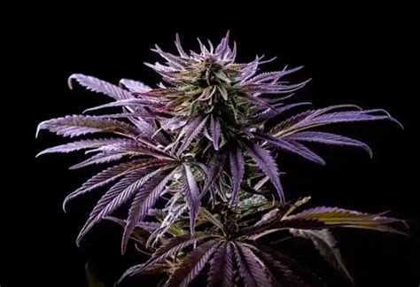 Purple Kush Cannabis Strain Information Guide